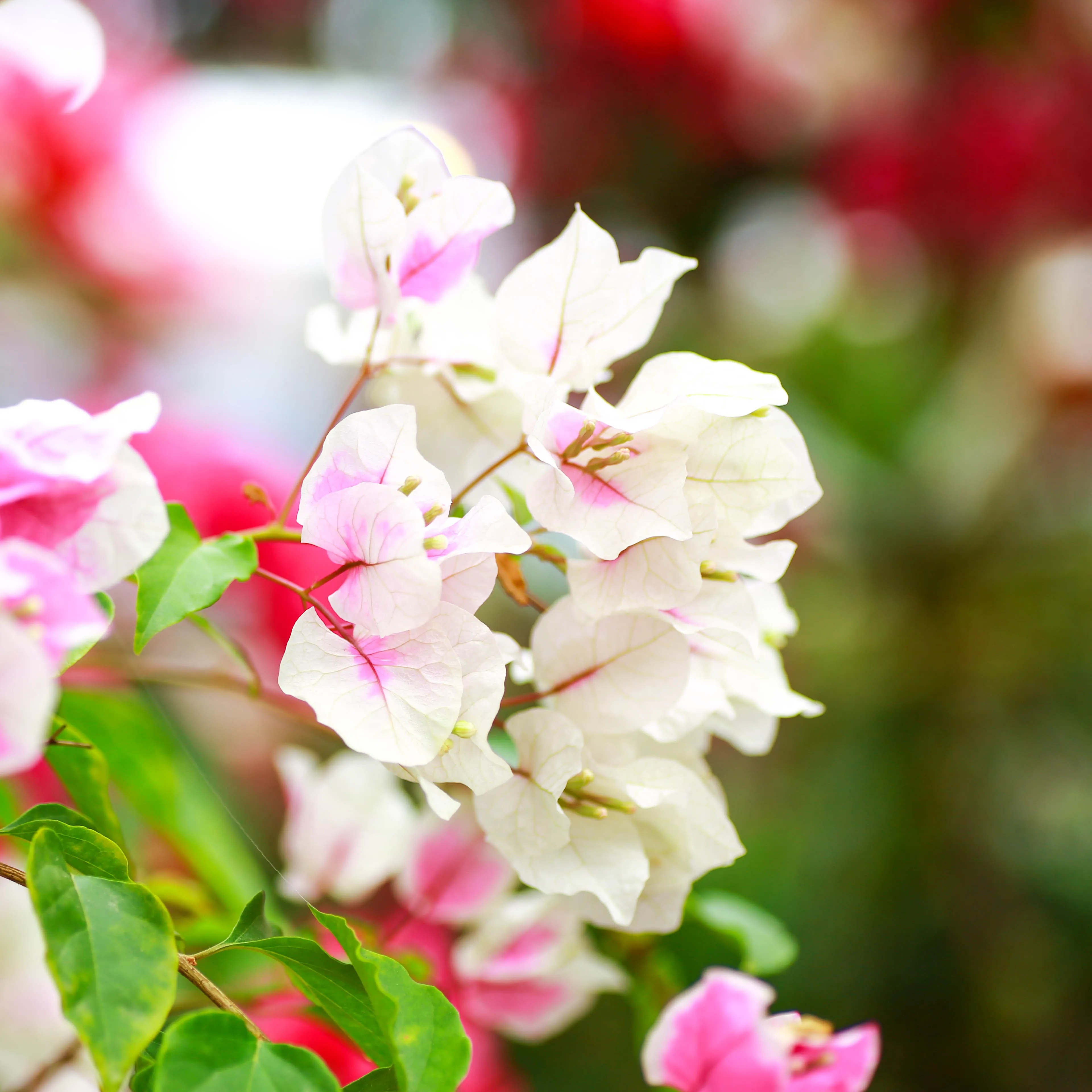 ブーゲンビリアの苞（ほう）と本当の花